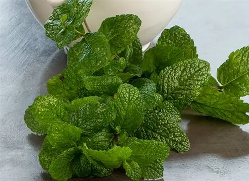 Морская соль и мята успокаивают уставшие ноги