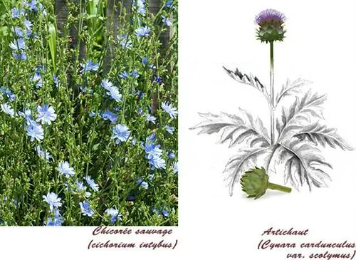 Дикий цикорий (cichorium intybus) в цветочно-ботанической тарелке: артишок