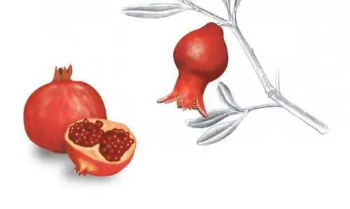 Ботаническая доска: гранат, плод гранатового дерева (Punica granatum).
