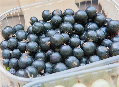 корзинка из черной смородины
