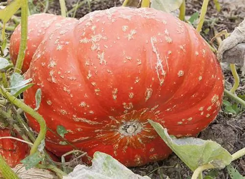 Достоинства тыквы (Cucurbita maxima и Cucurbita pepo)