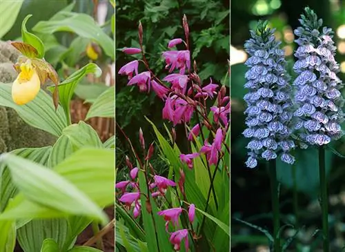 Венерина башмачок (Paphiopedilum), гиацинтовая орхидея (Bletilla striata) и дикая орхидея (Dactylorhiza) / Фотомонтаж Пьера Менана