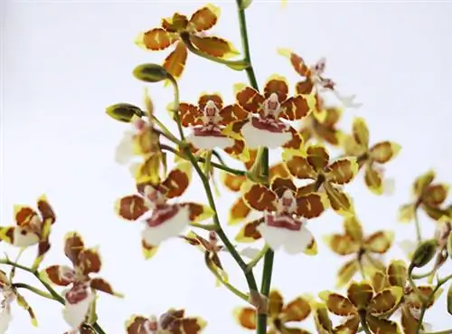 Odontoglossum, Odontioda, Vuylstekeara и Cambria