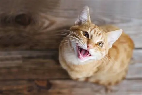 Почему моя кошка продолжает мяукать? Почему моя кошка продолжает мяукать?