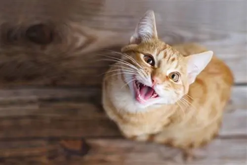 Кот, который все время мяукает: что делать?