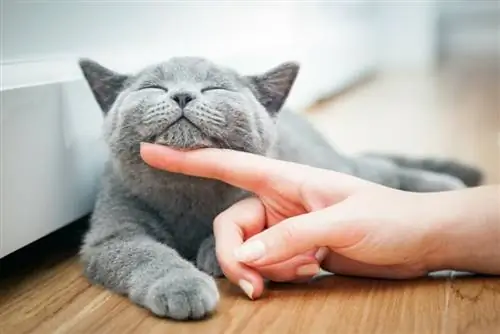Кошки и аллергия: 10 идеальных пород кошек
