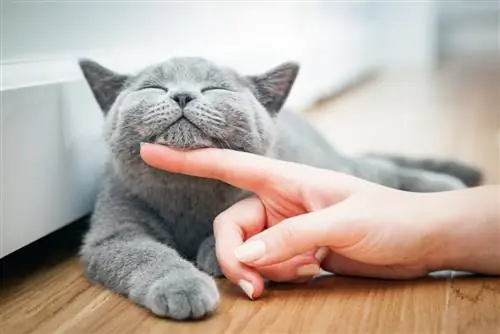 10 пород кошек, подходящих для людей, страдающих аллергией