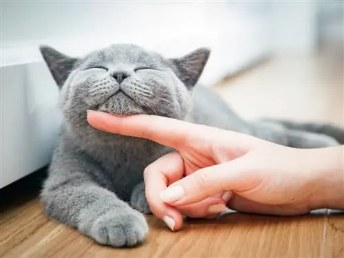 Как лечить запор у кошек?
