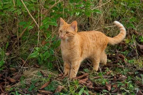 кошка охотится на природе