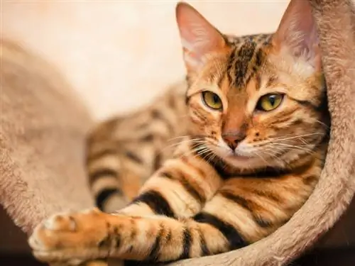 кот лежит на кошачьем дереве кот лежит на кошачьем дереве