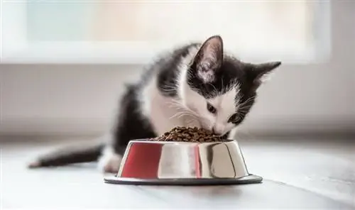 Причины, по которым мою кошку рвет