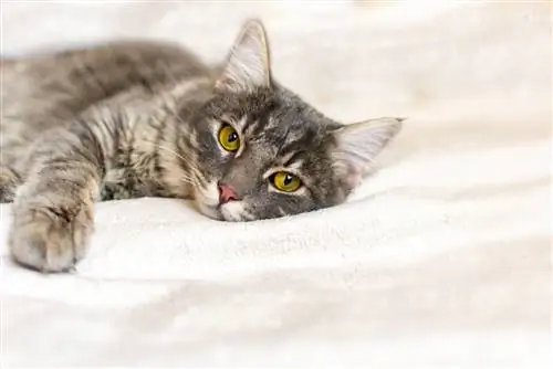 8 кошачьих болезней, которые могут быть заразны для человека
