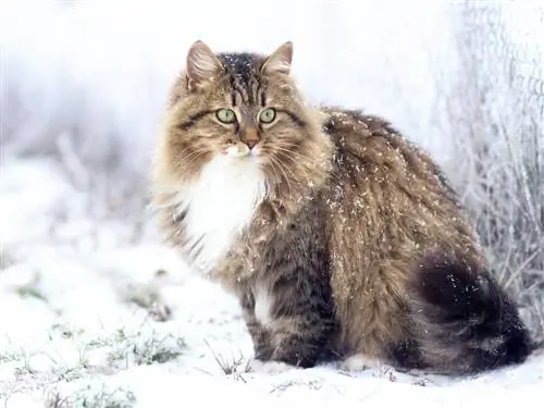 Сибирский кот, или тихая сила