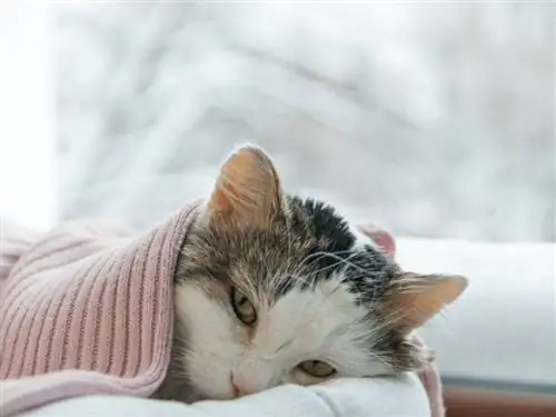больной кот больной кот