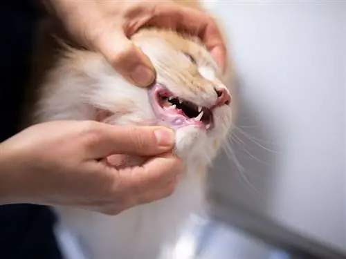 больной кот больной кот