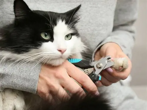 коту стригут когти