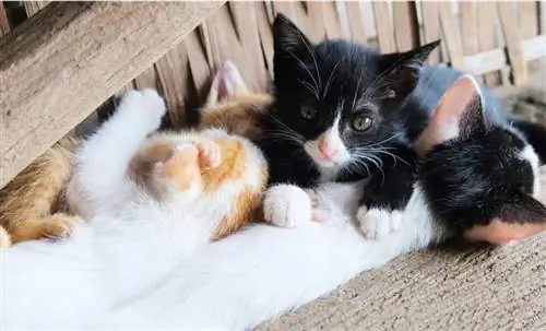 Советы и добрые действия, если вы нашли помет котят