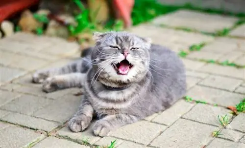 Что делать, если кошка часто чихает
