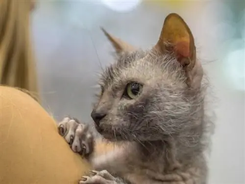 ликой кот ликой кот