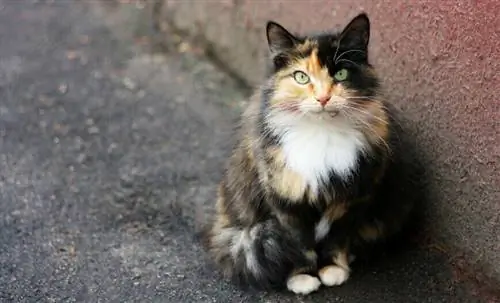 Бездомная кошка