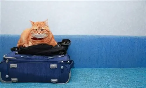 3 идеи, чем занять кошку, пока меня нет