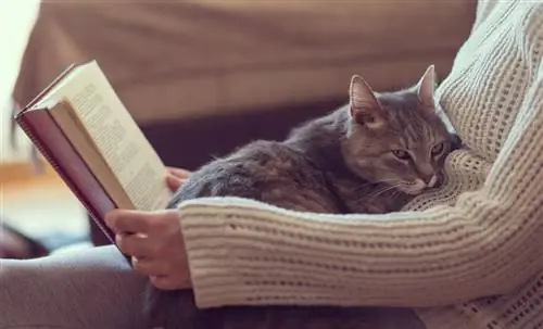 Как сделать кошку более приятной?