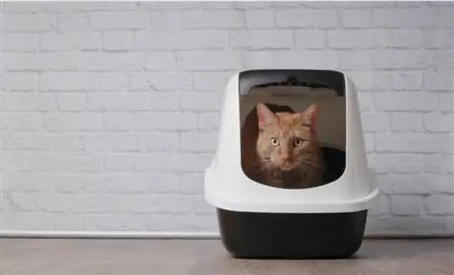 Когда стоит заменить кошачий туалет