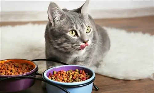 Выбираю для своей кошки качественное пюре и корм.