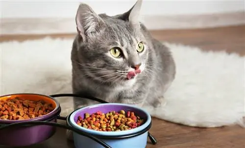 Выбирайте качественный корм и корм для моей кошки