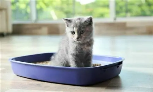Как правильно выбрать туалетный лоток для кошки