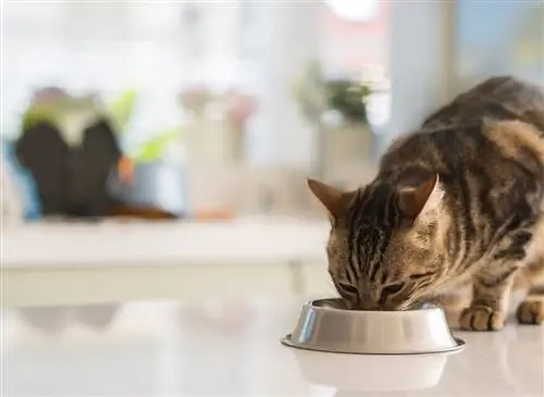 Всё, что нужно знать о стерилизации кошек