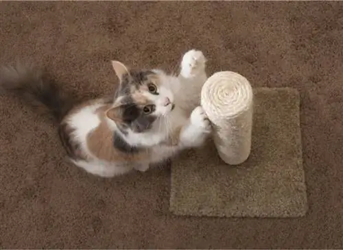 кот царапается на кошачьем дереве