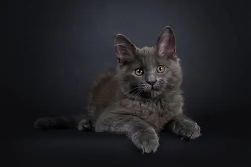 Приветствуем мейн-куна, очень милого кота