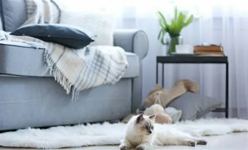 Приглашаем кошку в свой дом