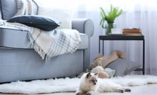 Как создать кошке хорошие условия?