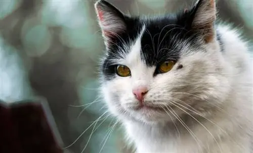 Удаление клеща у кошки