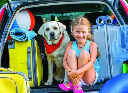 подготовка к поездке с собакой