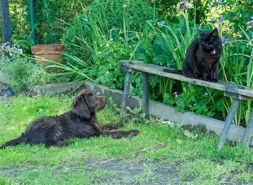 Собака и кошка