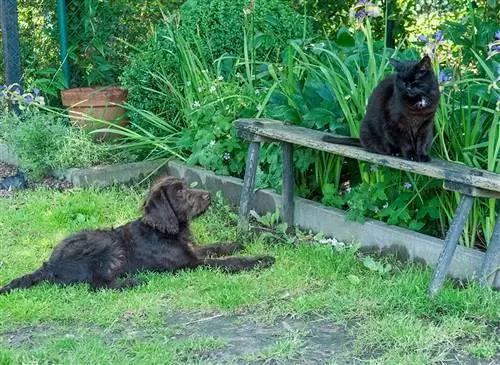 Как присмотреть за животными во время праздников