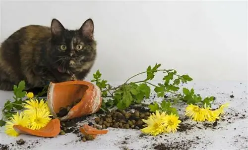 Не допускайте кошек в сад
