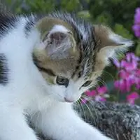 Котенок в саду