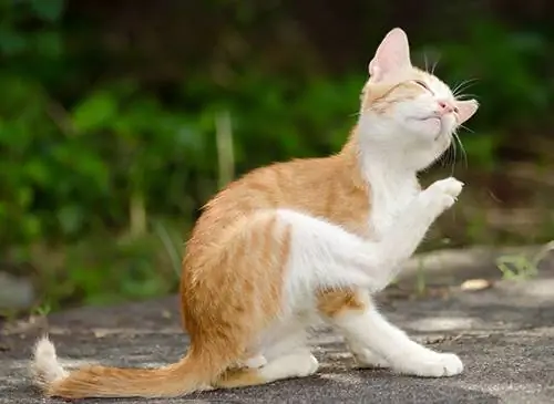 царапающий кот