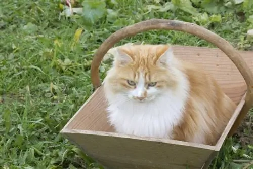 Неожиданное укрытие игривого кота