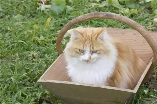 Как хорошо заботиться о своей кошке: игра