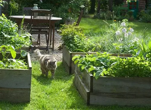 Как ухаживать за старым котом: наши советы