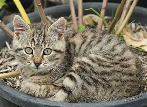 Ребенок и кот, безопасное совместное проживание