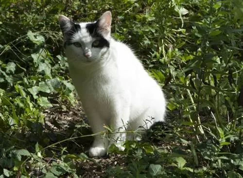 Котенок в саду
