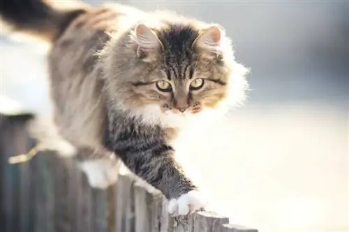 Кот на заборе