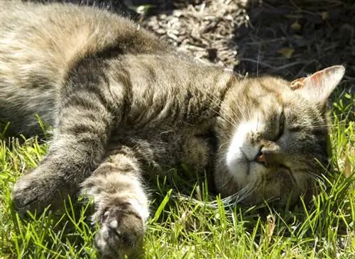 Кот лежит в траве