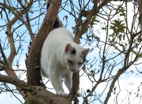 Кот, прирожденный охотник